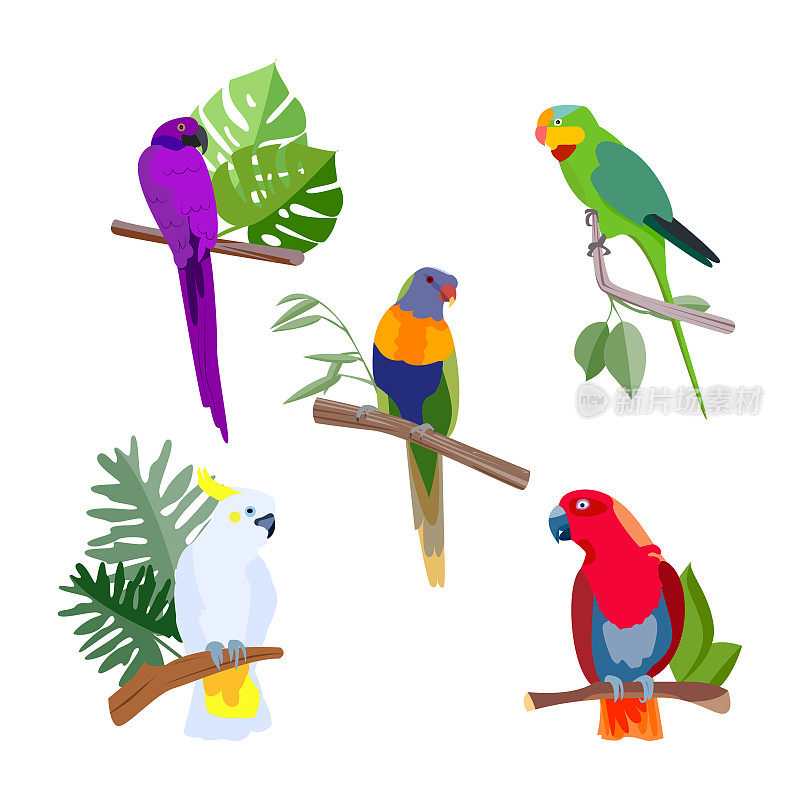 Collection of colorful tropical parrots. vector flat cute illustration